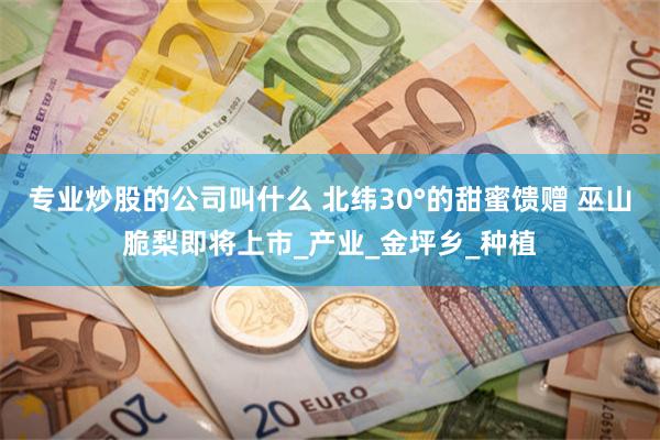 专业炒股的公司叫什么 北纬30°的甜蜜馈赠 巫山脆梨即将上市_产业_金坪乡_种植